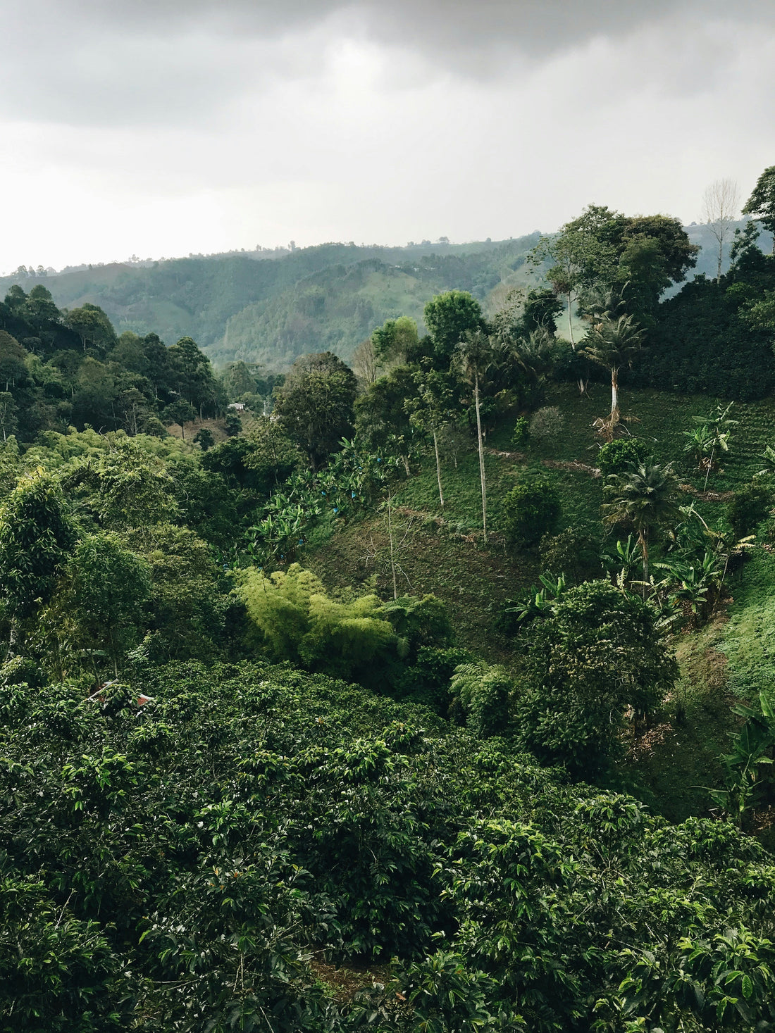 Lush green coffee farm hillside at origin