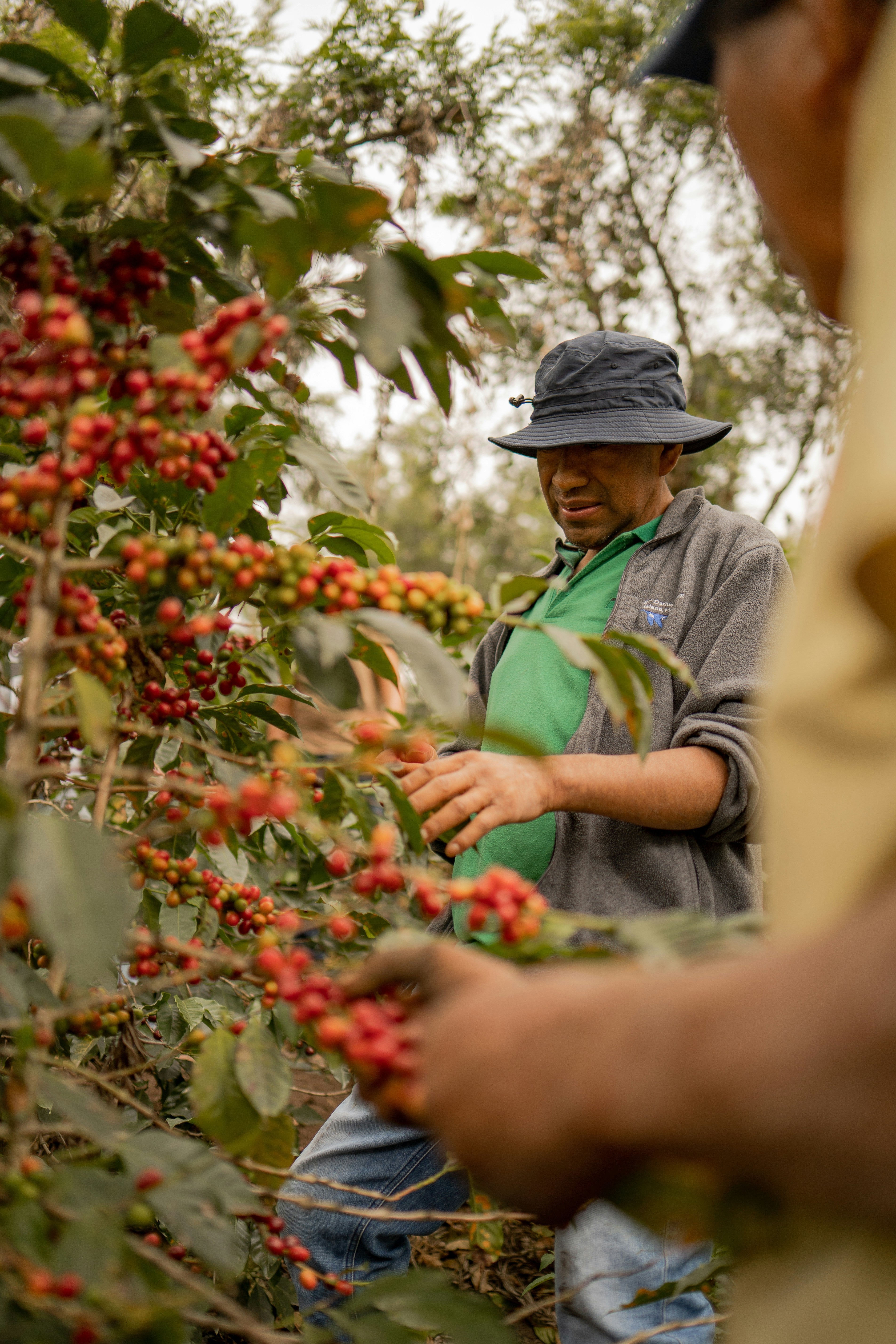 Single Origin vs Blend — Which Coffee Should You Choose?