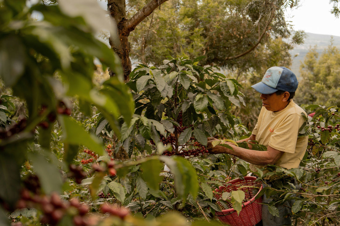 Why Specialty Coffee?