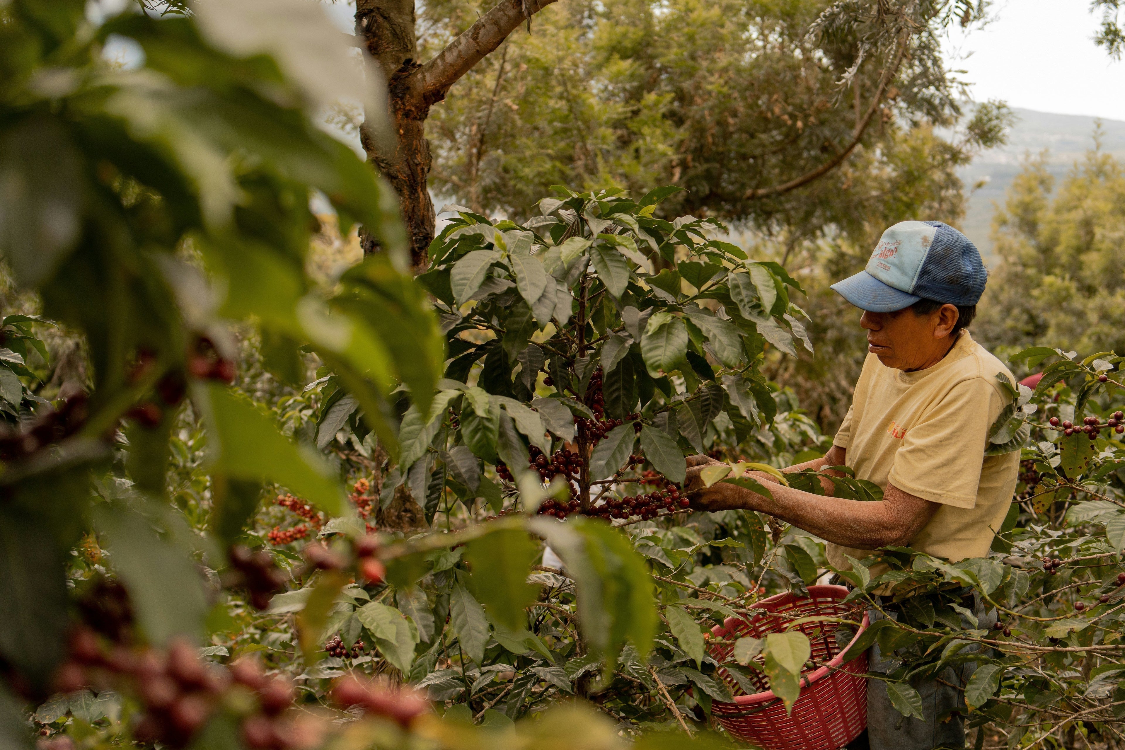 Why Specialty Coffee?